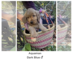 Puppy Aqua Man Golden Irish