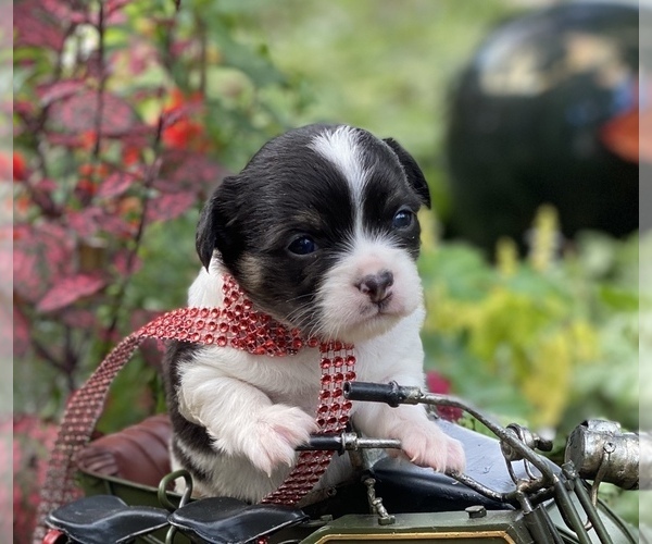 Medium Photo #1 Bullhuahua-Chihuahua Mix Puppy For Sale in RAWSONVILLE, MI, USA