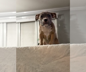 Medium American Bully