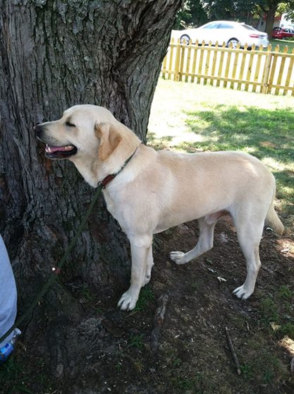 Medium Photo #1 Labrador Retriever Puppy For Sale in GREENWOOD, DE, USA