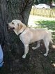Small Photo #1 Labrador Retriever Puppy For Sale in GREENWOOD, DE, USA