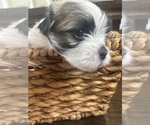 Puppy Timmy Mal-Shi