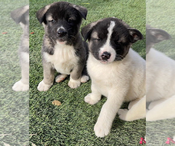 Medium Photo #16 Akita-Alusky Mix Puppy For Sale in SAN JACINTO, CA, USA
