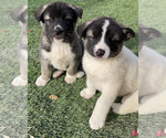 Small Photo #16 Akita-Alusky Mix Puppy For Sale in SAN JACINTO, CA, USA