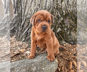 Cocker-Pei Puppy for sale in MIDDLEBURY, IN, USA