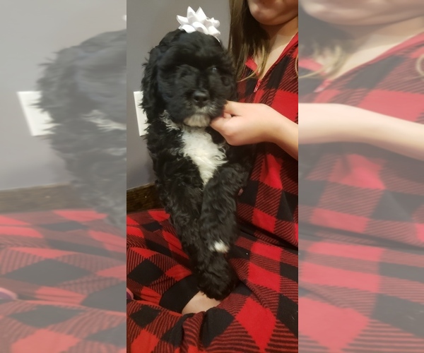 Medium Photo #8 F2 Aussiedoodle Puppy For Sale in WOODFORD, WI, USA