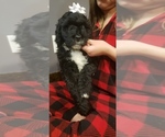 Small Photo #8 F2 Aussiedoodle Puppy For Sale in WOODFORD, WI, USA