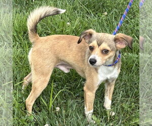 Chihuahua-Unknown Mix Dogs for adoption in Batavia, OH, USA