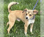 Small Chihuahua Mix