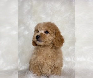 Poodle (Toy) Puppy for sale in REDLANDS, CA, USA