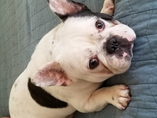 Father of the French Bulldog puppies born on 12/26/2017