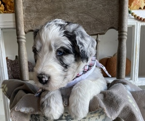 Sheepadoodle Puppy for sale in HERSEY, MI, USA
