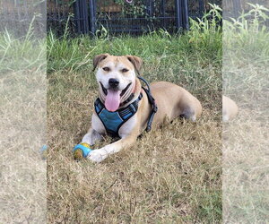 Mutt Dogs for adoption in Rockaway, NJ, USA