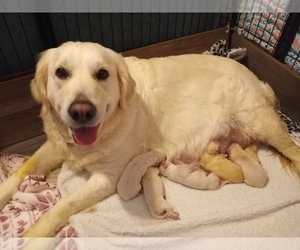 English Cream Golden Retriever Puppy for sale in FAIRFIELD, CA, USA