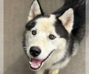 - Mix Dogs for adoption in Tulsa, OK, USA