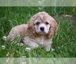 Small #11 Cocker Spaniel