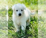 Image preview for Ad Listing. Nickname: Willow