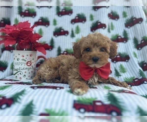 Medium Photo #1 Cock-A-Poo Puppy For Sale in LAKELAND, FL, USA