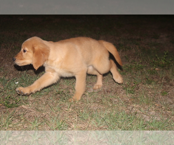 Medium Photo #6 Golden Retriever Puppy For Sale in LEHIGH ACRES, FL, USA