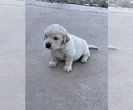 Small Photo #6 Golden Retriever Puppy For Sale in ASHLEY, IN, USA