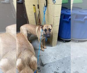 German Shepherd Dog-Unknown Mix Dogs for adoption in Stockton, CA, USA