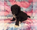 Small #4 Poodle (Standard)