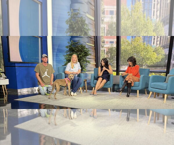 Medium Photo #14 American Bulldog-Unknown Mix Puppy For Sale in Princeton, MN, USA