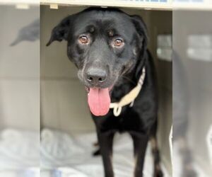 Labrador Retriever-Unknown Mix Dogs for adoption in Mt. Laurel, NJ, USA