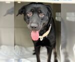 Small Labrador Retriever Mix