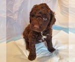 Small #1 Labradoodle