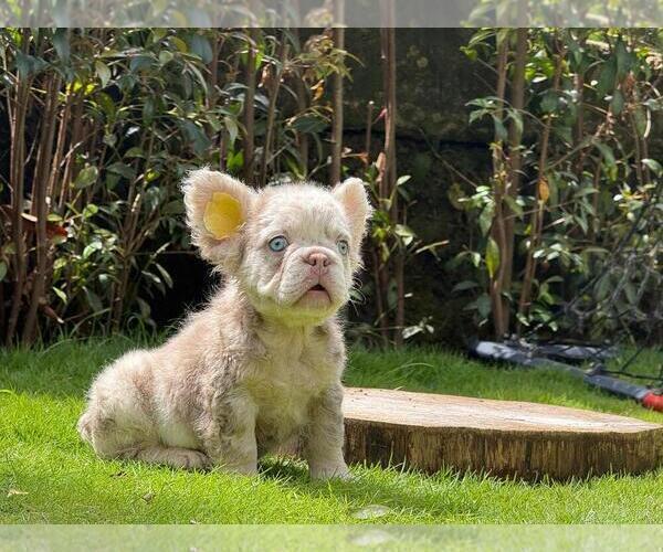 Medium Photo #3 French Bulldog Puppy For Sale in NORTHBROOK, IL, USA