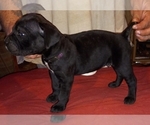 Small Photo #11 Cane Corso Puppy For Sale in GRENVILLE, NM, USA