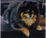 Small Photo #1 Pomeranian Puppy For Sale in INOLA, OK, USA