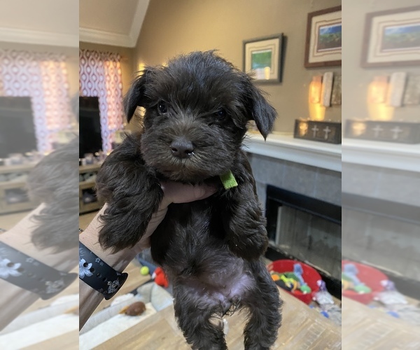 Medium Photo #3 Schnauzer (Miniature) Puppy For Sale in COLLEGE STA, TX, USA