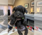 Small Photo #3 Schnauzer (Miniature) Puppy For Sale in COLLEGE STA, TX, USA