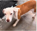 Small #1 Beagle Mix