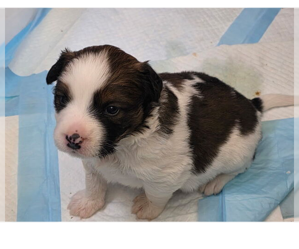 Medium Photo #7 Australian Shepherd-Unknown Mix Puppy For Sale in OKLAHOMA CITY, OK, USA