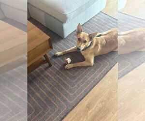 Mutt Dogs for adoption in Minneapolis, MN, USA