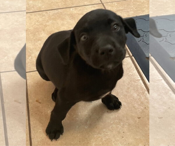 Medium Photo #3 Catahoula Leopard Dog-Unknown Mix Puppy For Sale in Tracy City, TN, USA
