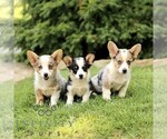 Small #1 Pembroke Welsh Corgi