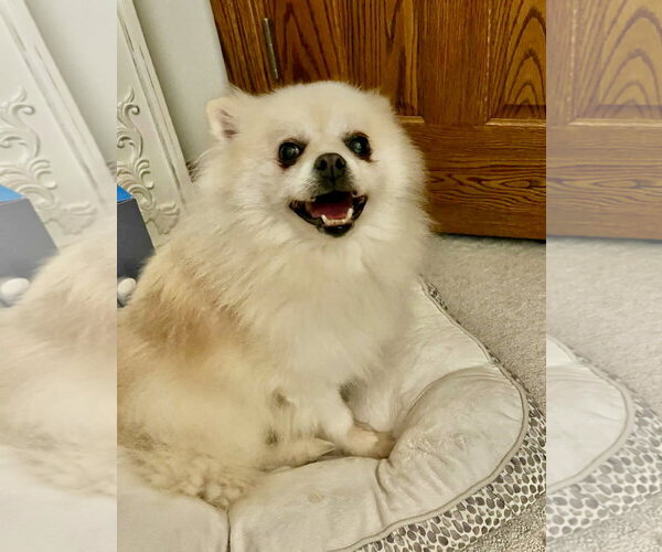 Medium Photo #4 Pomeranian Puppy For Sale in St. Louis Park, MN, USA