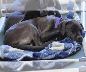 Mutt Dogs for adoption in Decatur, IL, USA