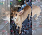 Small #1 Chihuahua Mix