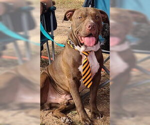 Hugo - Male Mutt Dog for Adoption - Photo #4