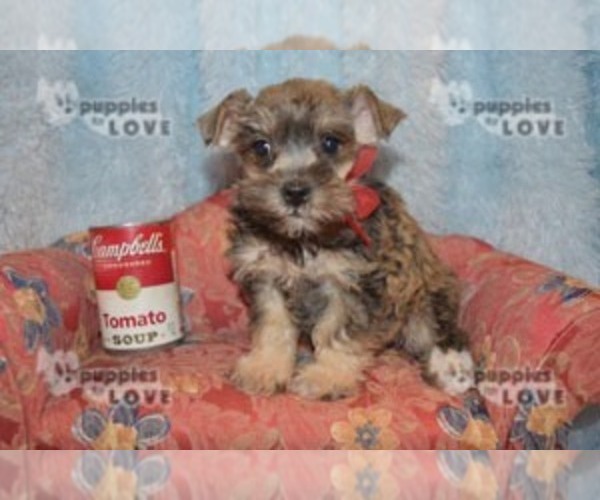 Medium Photo #15 Schnauzer (Miniature) Puppy For Sale in SANGER, TX, USA