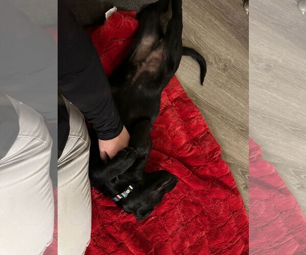 Medium Photo #15 Labrador Retriever-Unknown Mix Puppy For Sale in Sandy, UT, USA