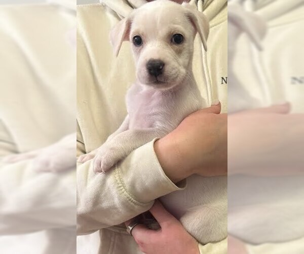 Medium Photo #2 Boxador Puppy For Sale in Lakewood, CO, USA