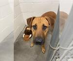 Small Black Mouth Cur Mix