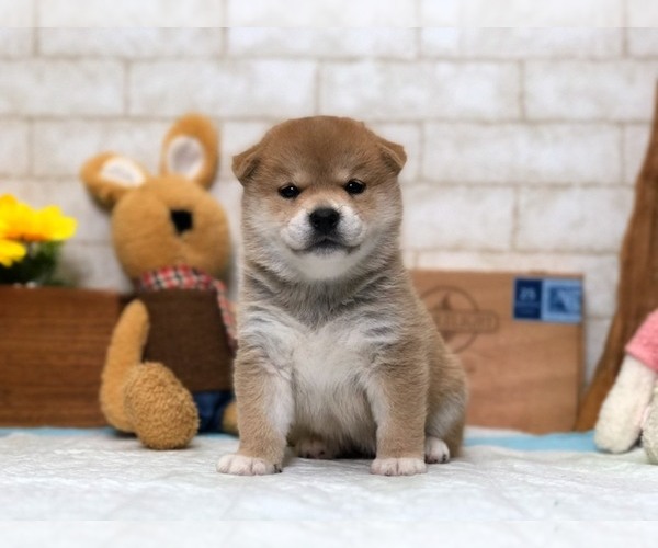 Medium Photo #1 Shiba Inu Puppy For Sale in LOS ANGELES, CA, USA