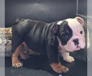 Bulldog Puppy for sale in BRANDON, FL, USA